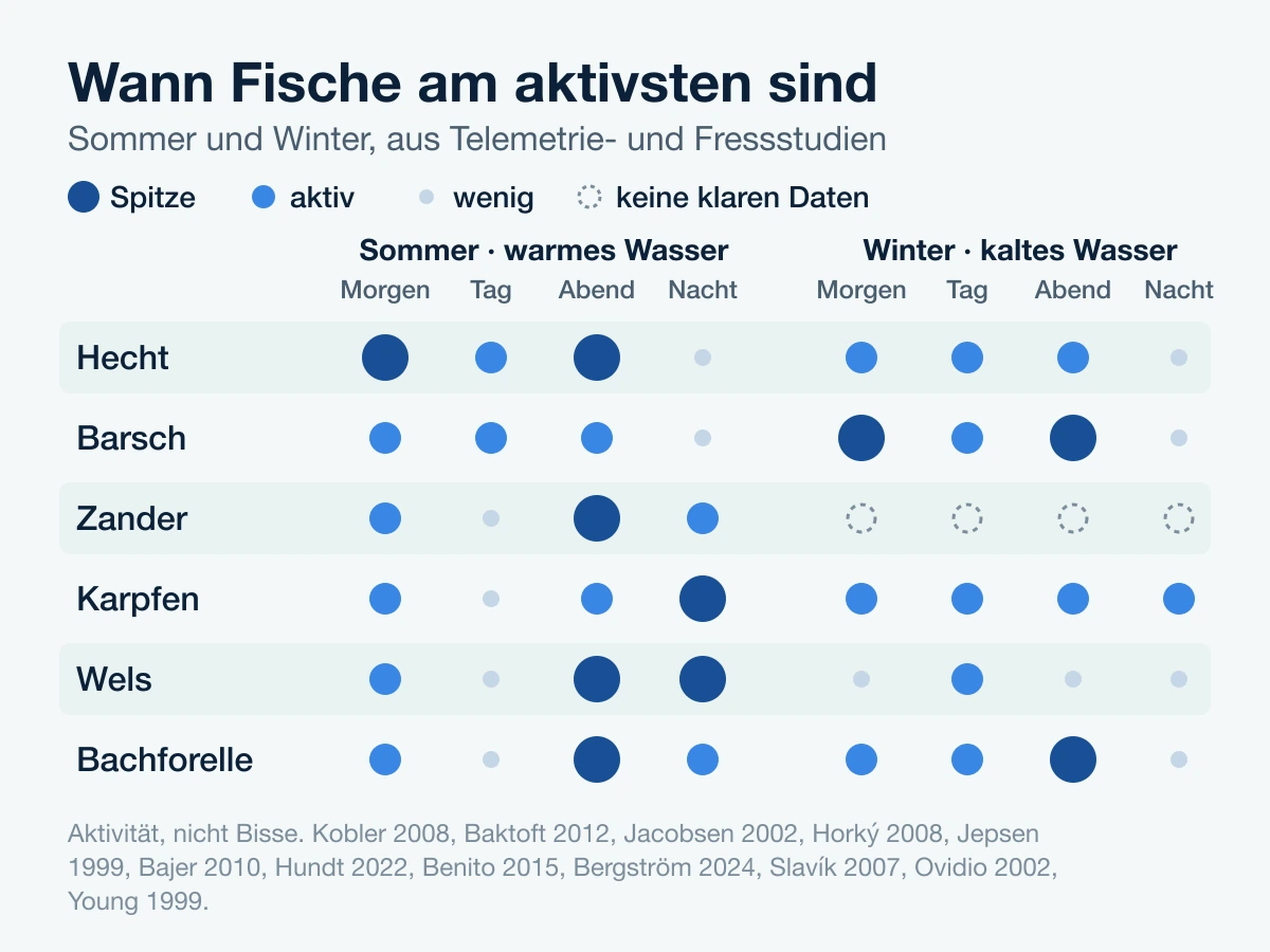 Raster: wann sechs Fischarten morgens, tagsüber, abends und nachts am aktivsten sind, im Sommer und im Winter