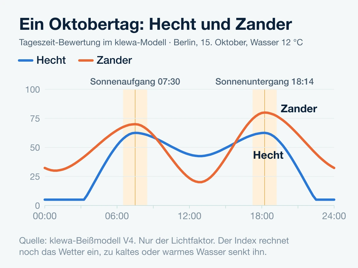 Berlin, 15. Oktober, Wasser 12 °C: Hecht am stärksten um Sonnenauf- und -untergang, Zander in der Abenddämmerung