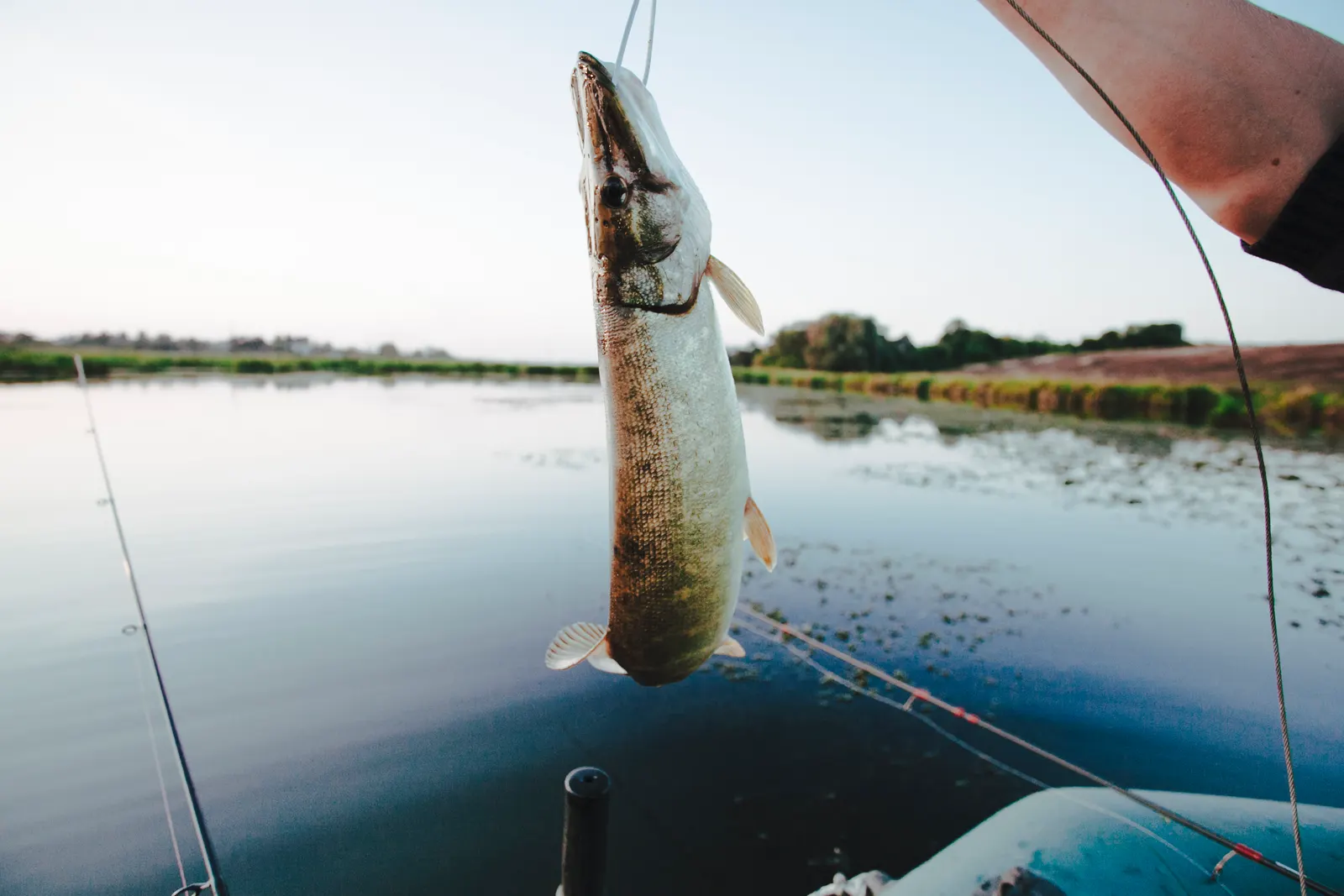 Species-specific fishing tips based on air pressure analysis